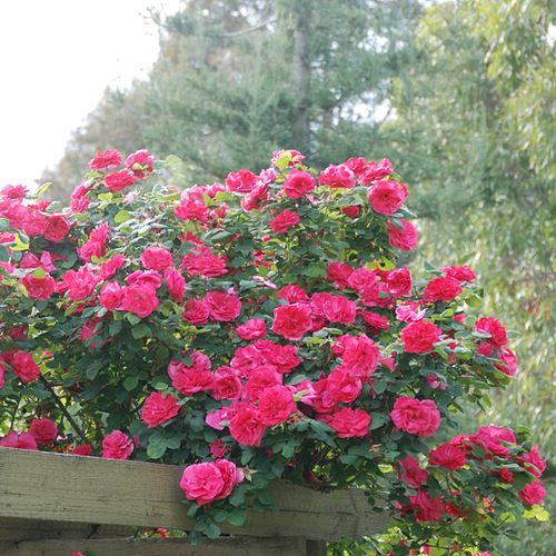 Rosa intenso - Árbol de Rosas Inglesa - rosal de pie alto- froma de corona llorona